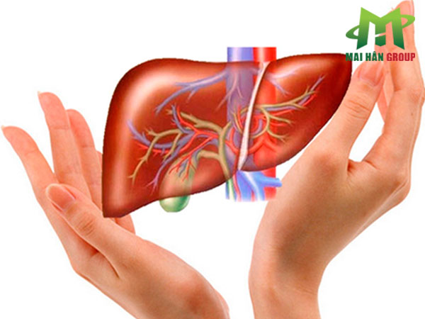 Gan là bộ phận vô cùng quan trọng trong cơ thể con người