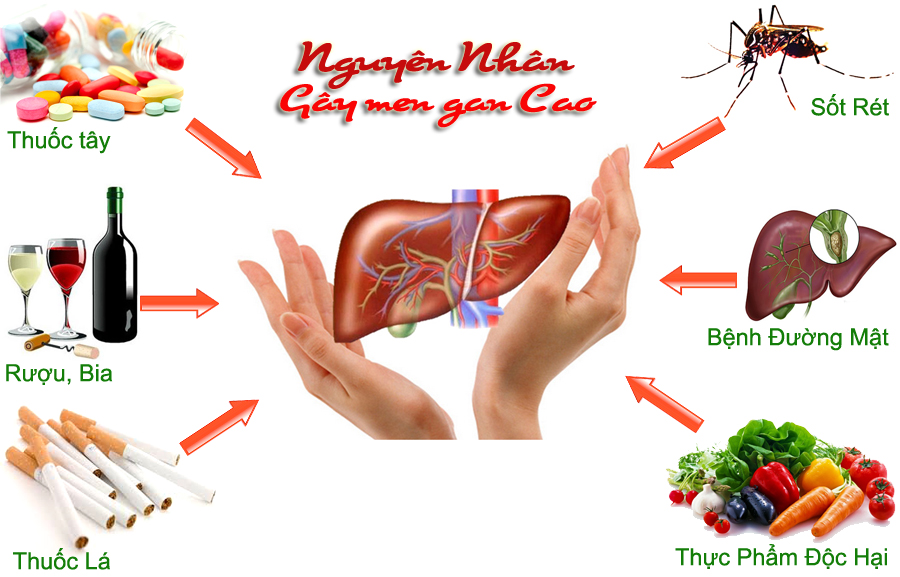 Những nguyên nhân gây tổn hại đến gan Những nguyên nhân gây tổn hại đến gan